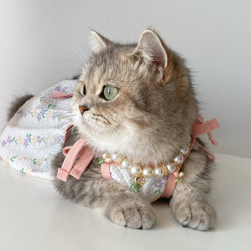 How to Style Your Cat for Stunning Social Media Photos