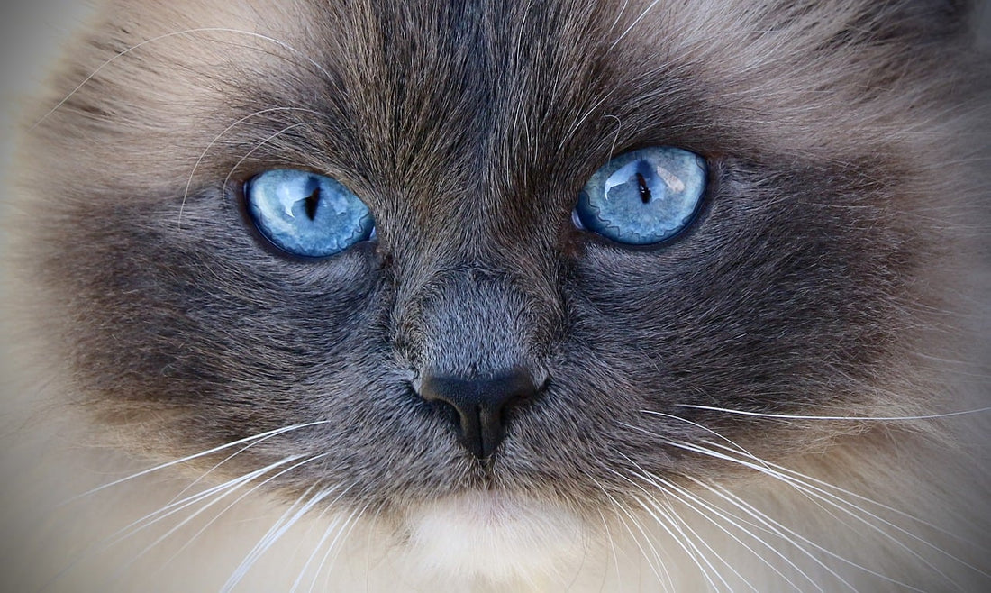 blue cat eyes