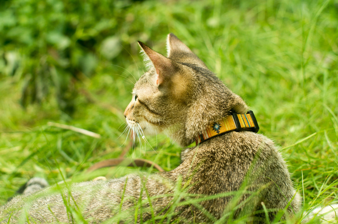 cat collar