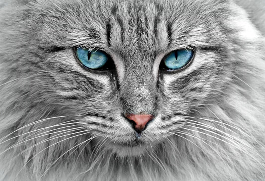 What Colors Can Cats See? A Complete Guide to Feline Vision