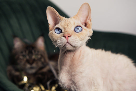 Devon Rex Cat