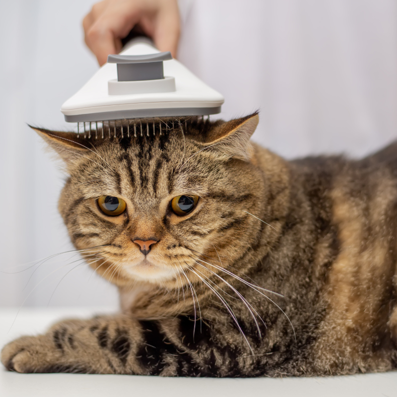 How to Reduce Cat Shedding: 12 Expert Solutions for Less Cat Hair